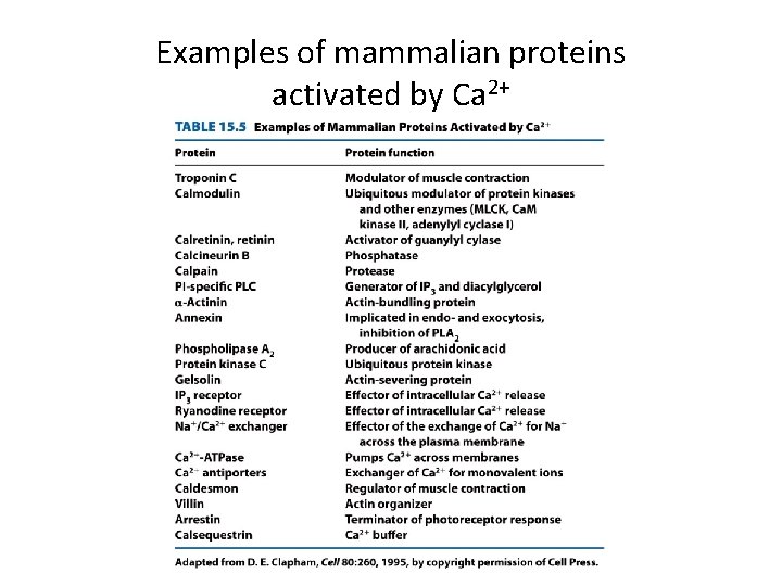 Examples of mammalian proteins activated by Ca 2+ 