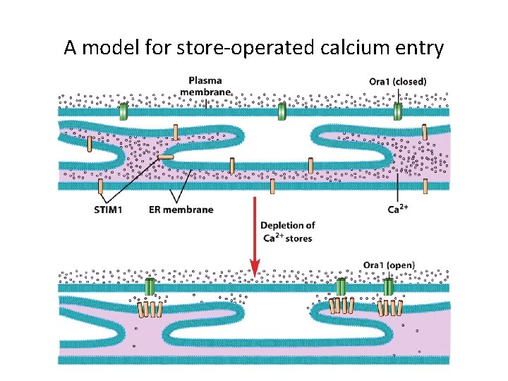 A model for store-operated calcium entry 