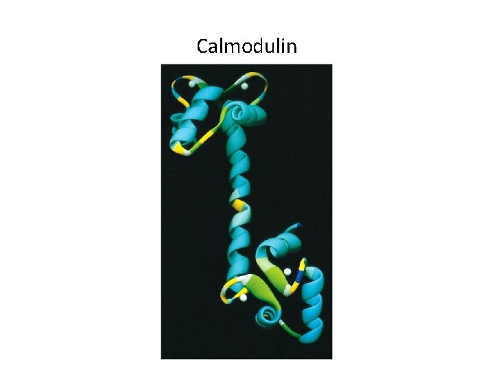 Calmodulin 