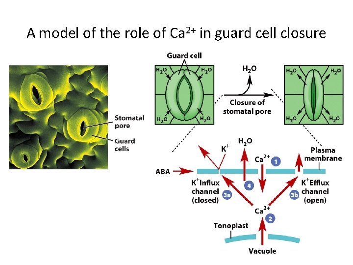 A model of the role of Ca 2+ in guard cell closure 