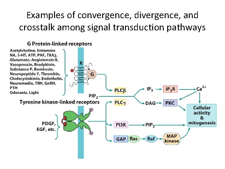 Examples of convergence, divergence, and crosstalk among signal transduction pathways 