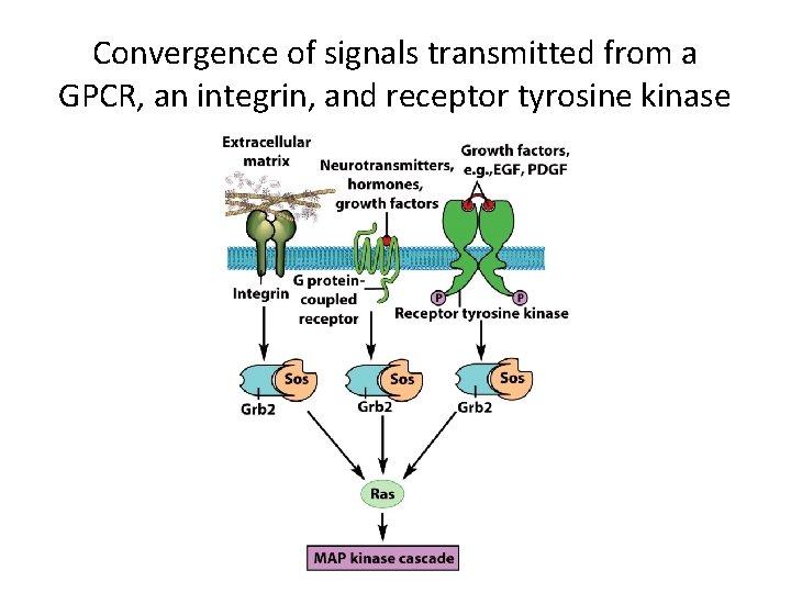 Convergence of signals transmitted from a GPCR, an integrin, and receptor tyrosine kinase 