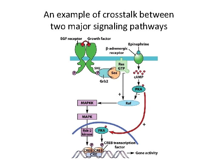 An example of crosstalk between two major signaling pathways 