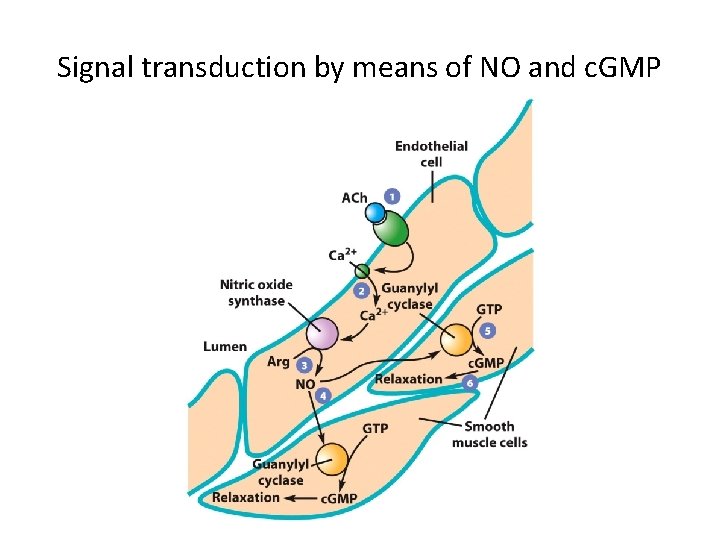 Signal transduction by means of NO and c. GMP 