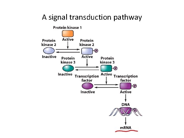 A signal transduction pathway 