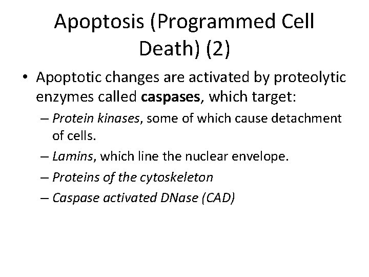 Apoptosis (Programmed Cell Death) (2) • Apoptotic changes are activated by proteolytic enzymes called