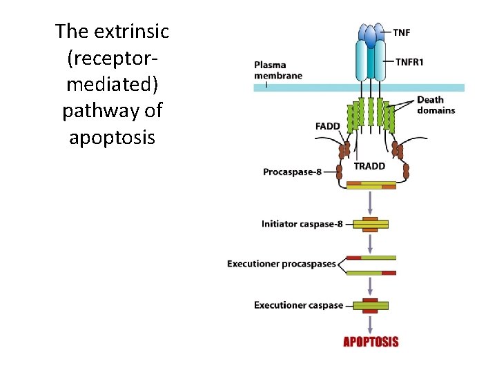 The extrinsic (receptormediated) pathway of apoptosis 