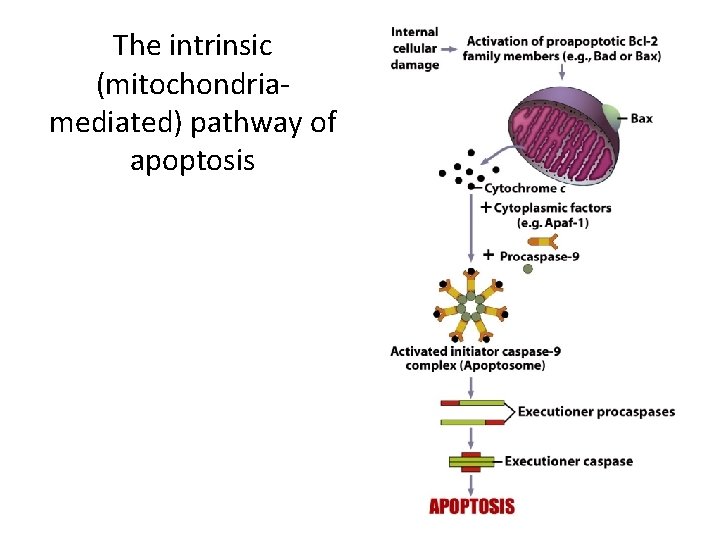 The intrinsic (mitochondriamediated) pathway of apoptosis 