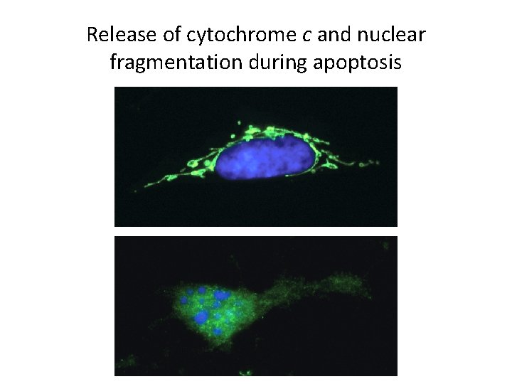 Release of cytochrome c and nuclear fragmentation during apoptosis 