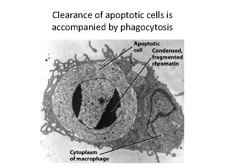 Clearance of apoptotic cells is accompanied by phagocytosis 