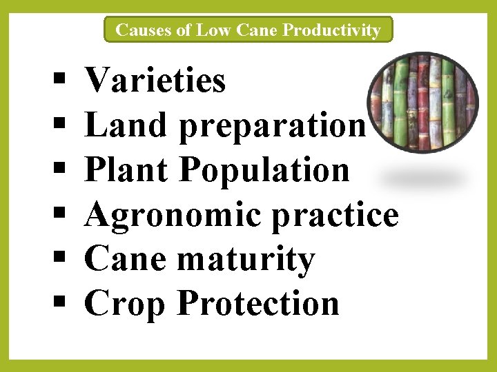 Causes of Low Cane Productivity § § § Varieties Land preparation Plant Population Agronomic