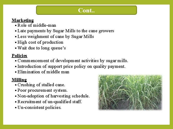 Cont. . Marketing § Role of middle-man § Late payments by Sugar Mills to