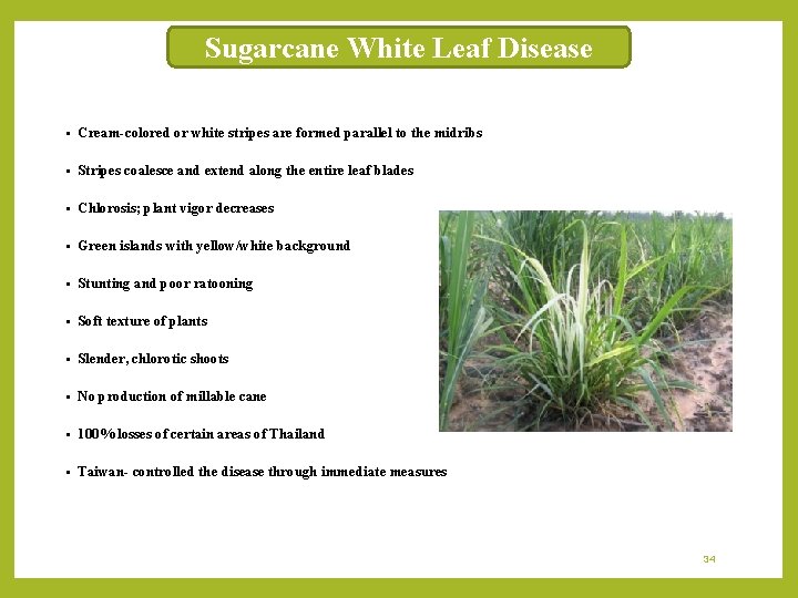 Sugarcane White Leaf Disease § Cream-colored or white stripes are formed parallel to the