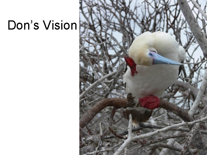 Don’s Vision 