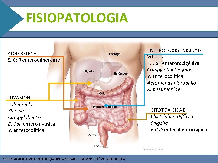 FISIOPATOLOGIA Fisiopatología ENTEROTOXIGENICIDAD Vibrios E. Coli enterotoxigénica Campylobacter jejuni Y. Enterocolítica Aeromonas hidrophila K.