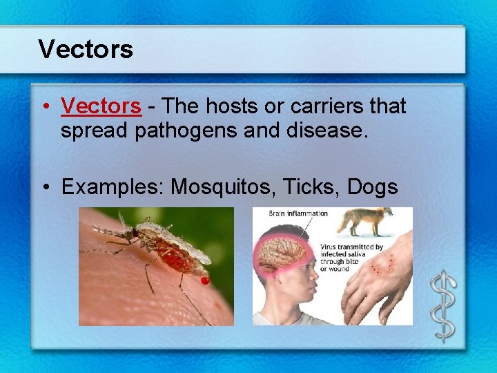 Vectors • Vectors - The hosts or carriers that spread pathogens and disease. •