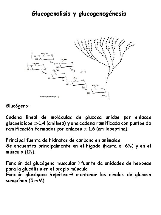 Glucogenolisis y glucogenogénesis Glucógeno: Cadena lineal de moléculas de glucosa unidas por enlaces glucosídicos