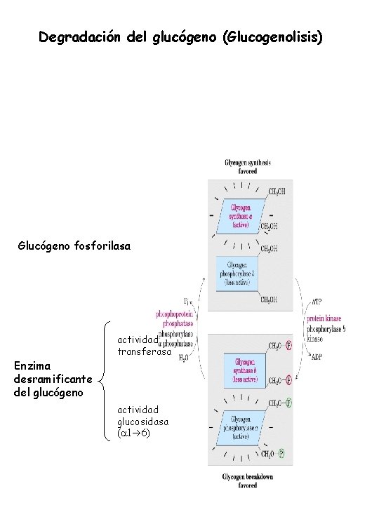 Degradación del glucógeno (Glucogenolisis) Glucógeno fosforilasa Enzima desramificante del glucógeno actividad transferasa actividad glucosidasa