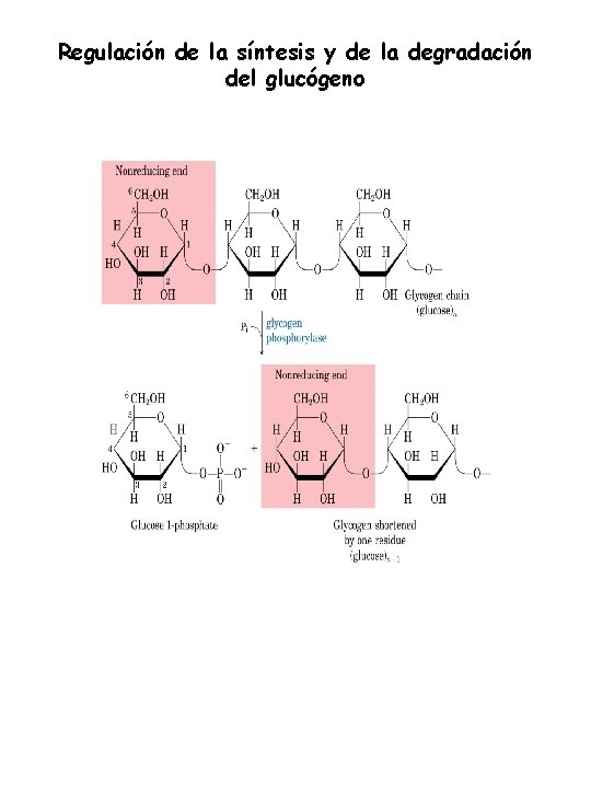Regulación de la síntesis y de la degradación del glucógeno 