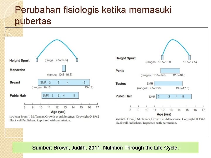 Perubahan fisiologis ketika memasuki pubertas Sumber: Brown, Judith. 2011. Nutrition Through the Life Cycle.