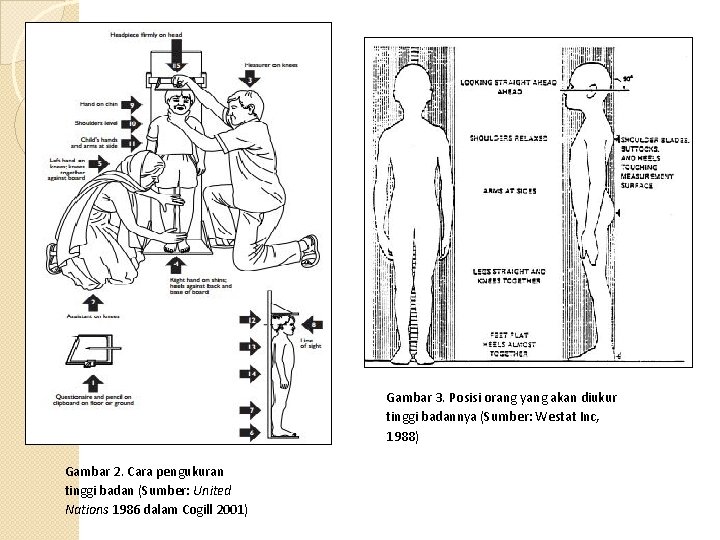 Gambar 3. Posisi orang yang akan diukur tinggi badannya (Sumber: Westat Inc, 1988) Gambar