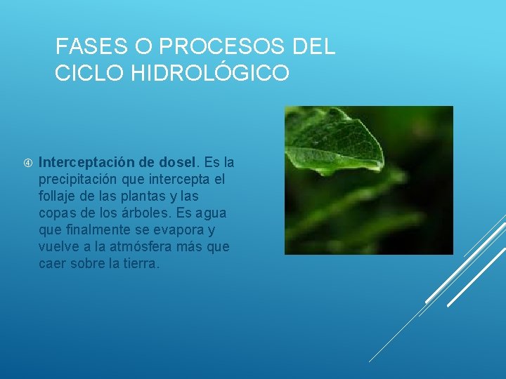 FASES O PROCESOS DEL CICLO HIDROLÓGICO Interceptación de dosel. Es la precipitación que intercepta