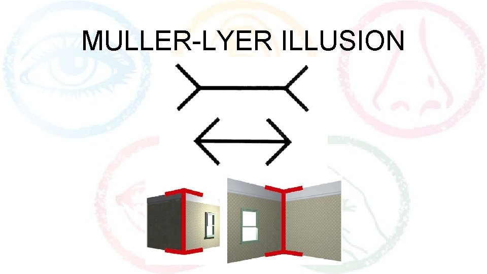 MULLER-LYER ILLUSION 