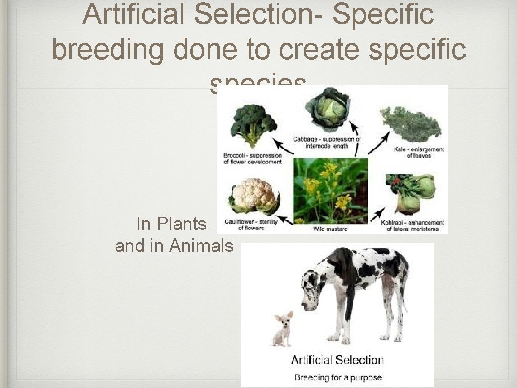 Artificial Selection- Specific breeding done to create specific species In Plants and in Animals