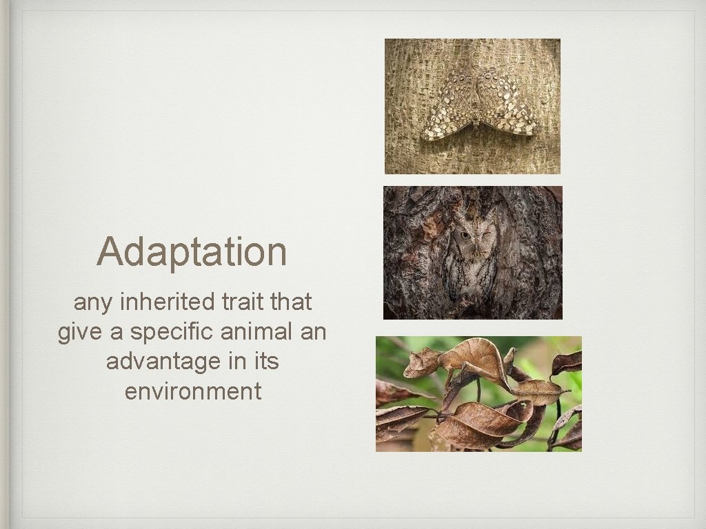 Adaptation any inherited trait that give a specific animal an advantage in its environment