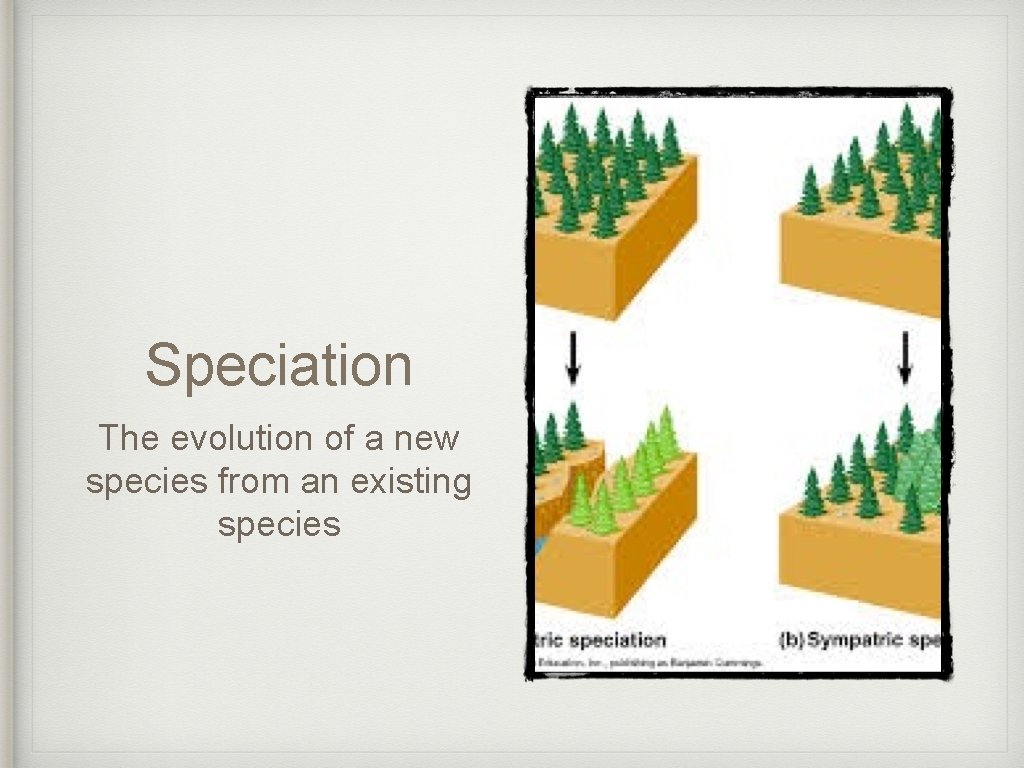 Speciation The evolution of a new species from an existing species 