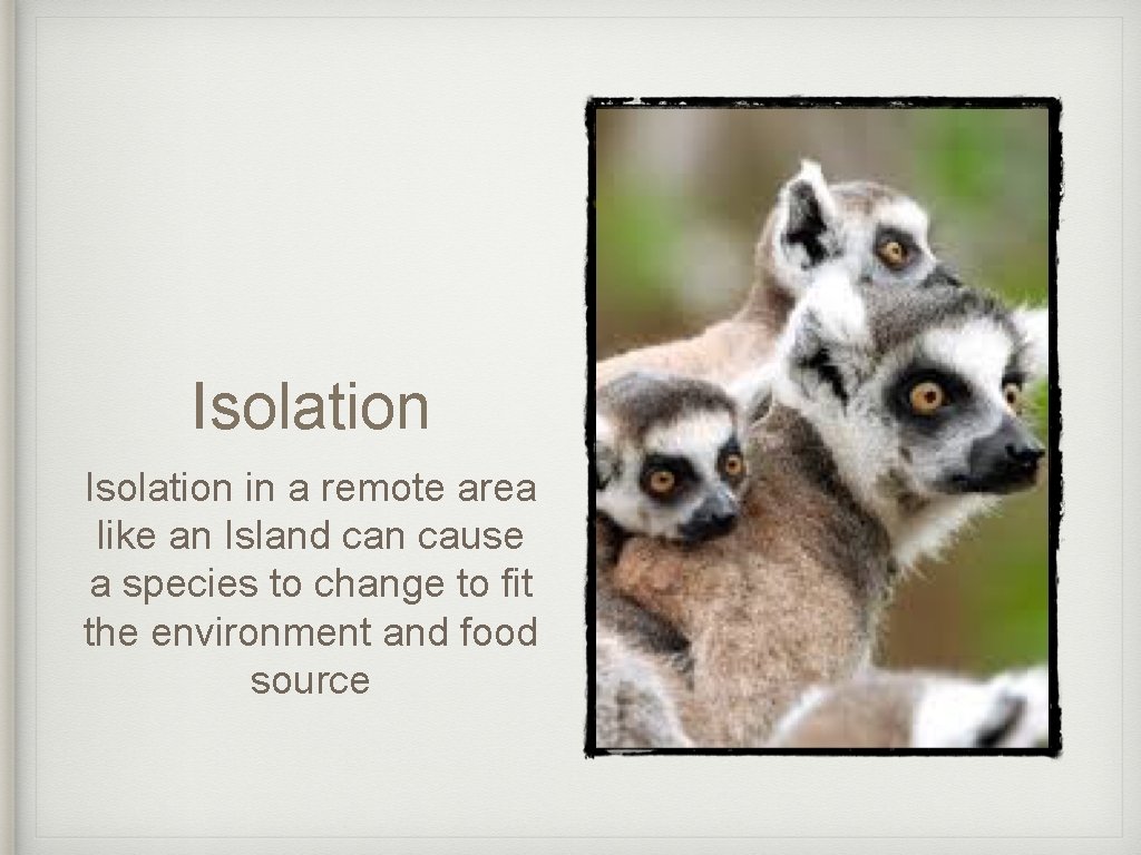 Isolation in a remote area like an Island can cause a species to change