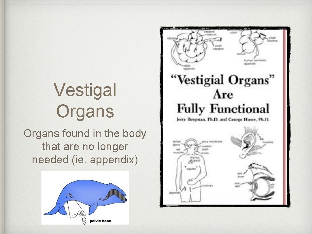 Vestigal Organs found in the body that are no longer needed (ie. appendix) 