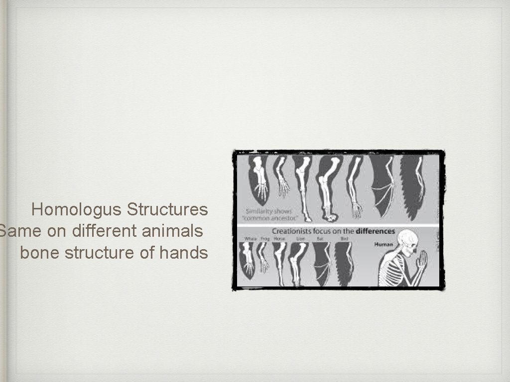 Homologus Structures Same on different animals bone structure of hands 