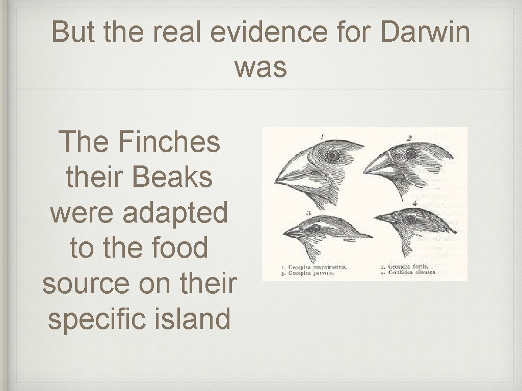 But the real evidence for Darwin was The Finches their Beaks were adapted to