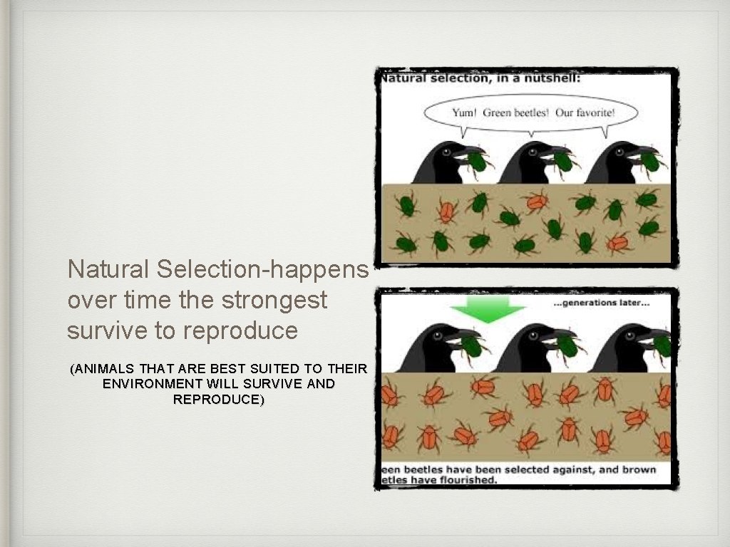 Natural Selection-happens over time the strongest survive to reproduce (ANIMALS THAT ARE BEST SUITED