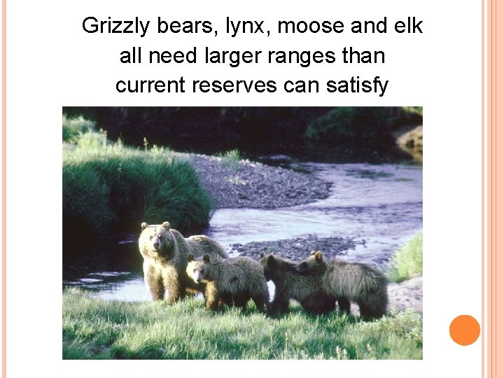 Grizzly bears, lynx, moose and elk all need larger ranges than current reserves can
