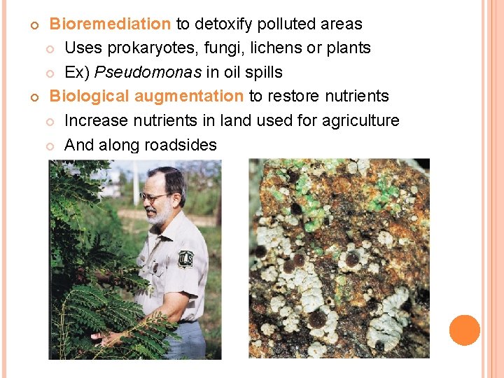 Bioremediation to detoxify polluted areas Uses prokaryotes, fungi, lichens or plants Ex) Pseudomonas