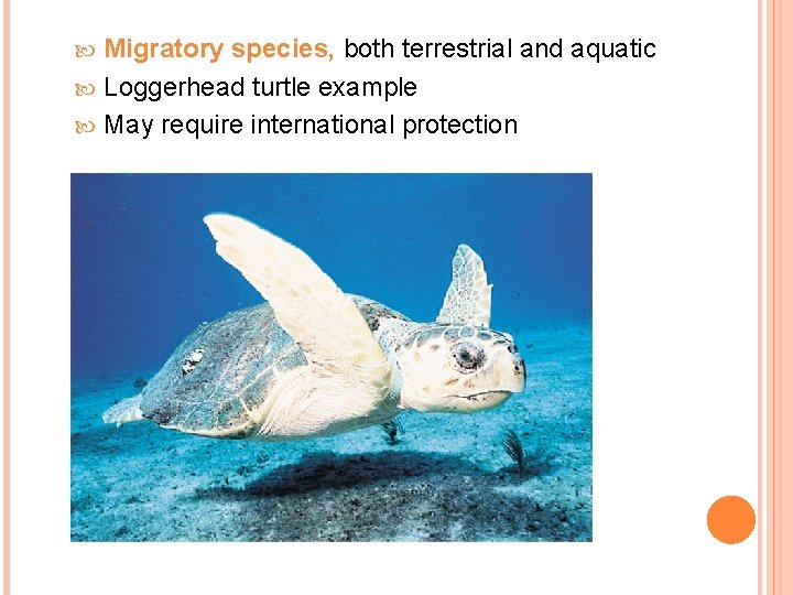 Migratory species, both terrestrial and aquatic Loggerhead turtle example May require international protection 