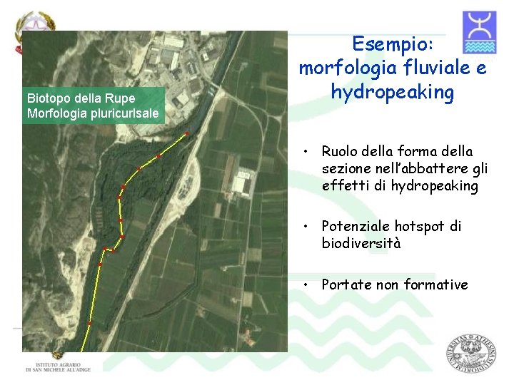 Biotopo della Rupe Morfologia pluricurlsale Esempio: morfologia fluviale e hydropeaking • Ruolo della forma