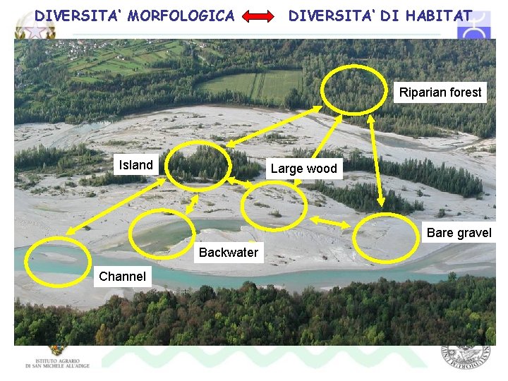 DIVERSITA‘ MORFOLOGICA DIVERSITA‘ DI HABITAT Riparian forest Island Large wood Bare gravel Backwater Channel