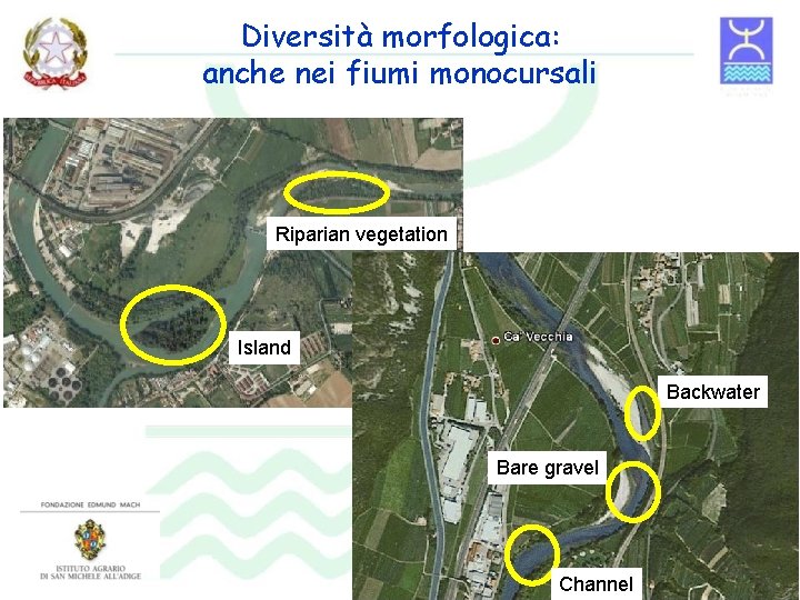 Diversità morfologica: anche nei fiumi monocursali Riparian vegetation Island Backwater Bare gravel Channel 