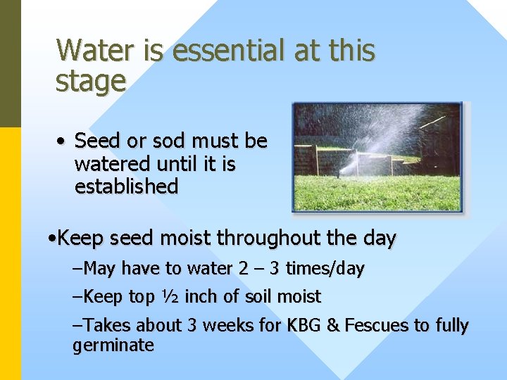 Water is essential at this stage • Seed or sod must be watered until