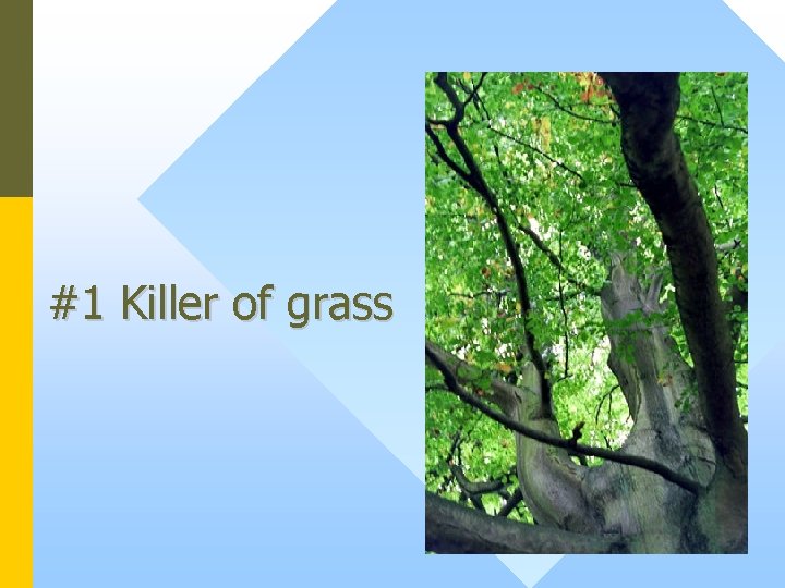 #1 Killer of grass 