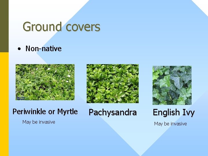 Ground covers • Non-native Periwinkle or Myrtle May be invasive Pachysandra English Ivy May