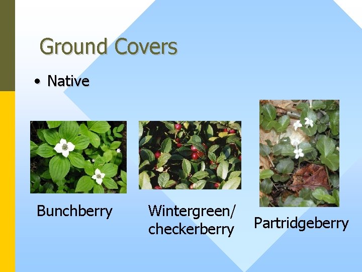 Ground Covers • Native Bunchberry Wintergreen/ checkerberry Partridgeberry 