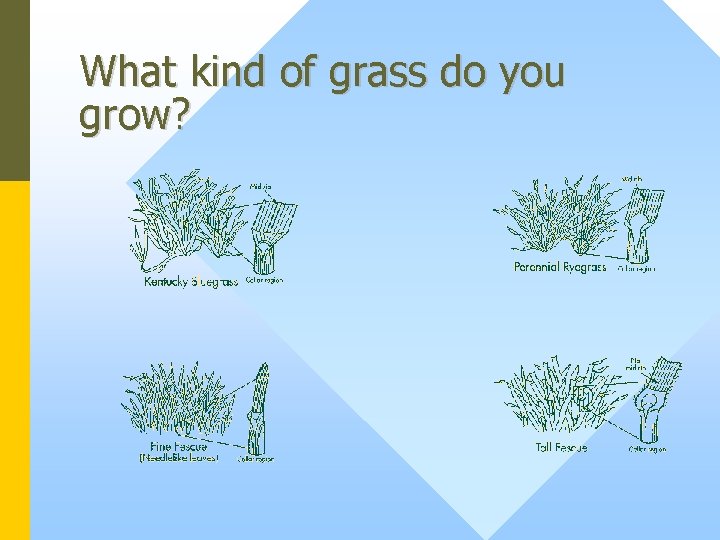 What kind of grass do you grow? 