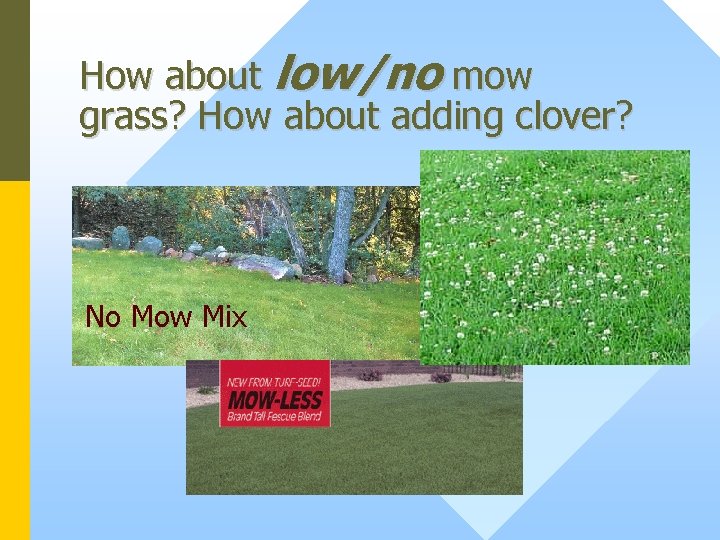 How about low/no mow grass? How about adding clover? No Mow Mix 