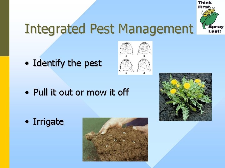 Integrated Pest Management • Identify the pest • Pull it out or mow it
