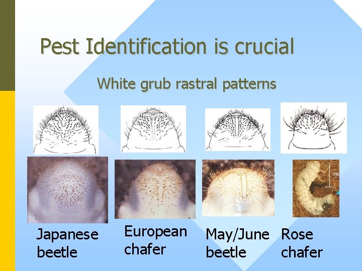 Pest Identification is crucial White grub rastral patterns Japanese beetle European chafer May/June Rose