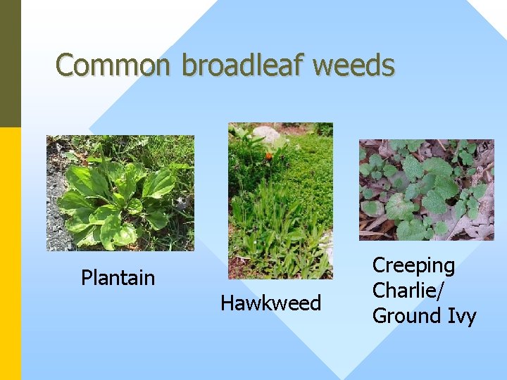 Common broadleaf weeds Plantain Hawkweed Creeping Charlie/ Ground Ivy 